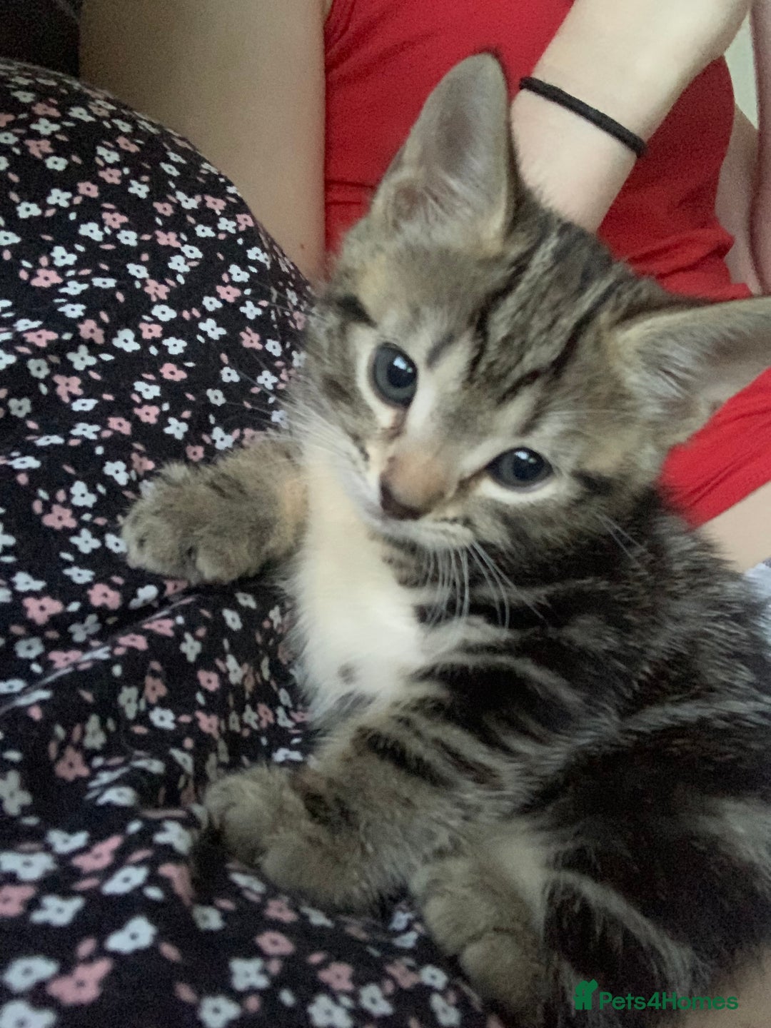 Mixed Breed cats for sale: Kitten for sale  - Image 2