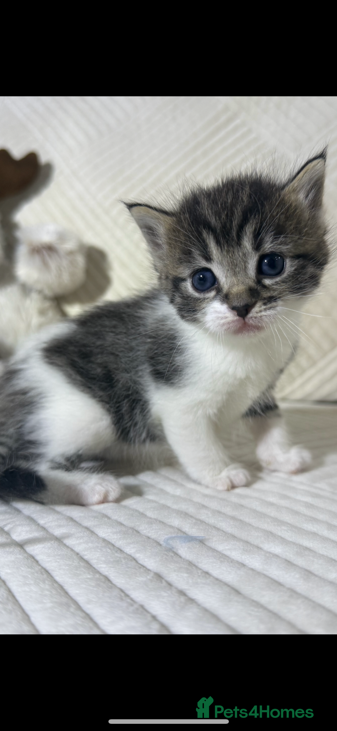 Mixed Breed cats for sale: Beautiful Ragdoll mixed kittens for Sale  - Advert 11