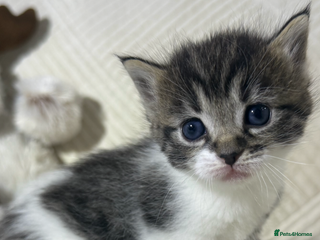 Mixed Breed cats Beautiful Ragdoll mixed kittens for Sale - Advert 5