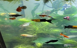 Plecos fish for sale: Koi Betta, livebearers & other fish… - Image 5