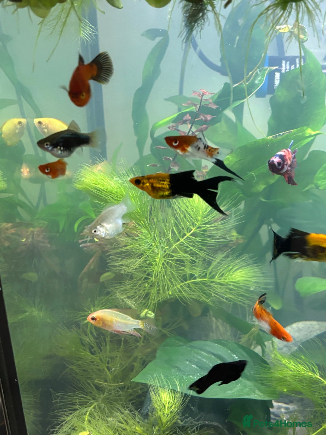 Plecos fish for sale: Koi Betta, livebearers & other fish… - Image 5