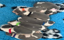 Whippet dogs for sale: Beautiful Blue and White Parti Puppies  - Image 1
