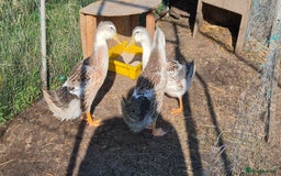 Ducks poultry for sale: Hatching Eggs - Large Silver Appleyard in Helston - Image 6