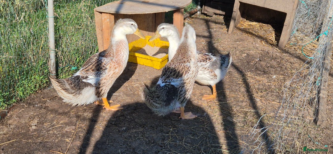 Ducks poultry for sale: Hatching Eggs - Large Silver Appleyard in Helston - Image 6