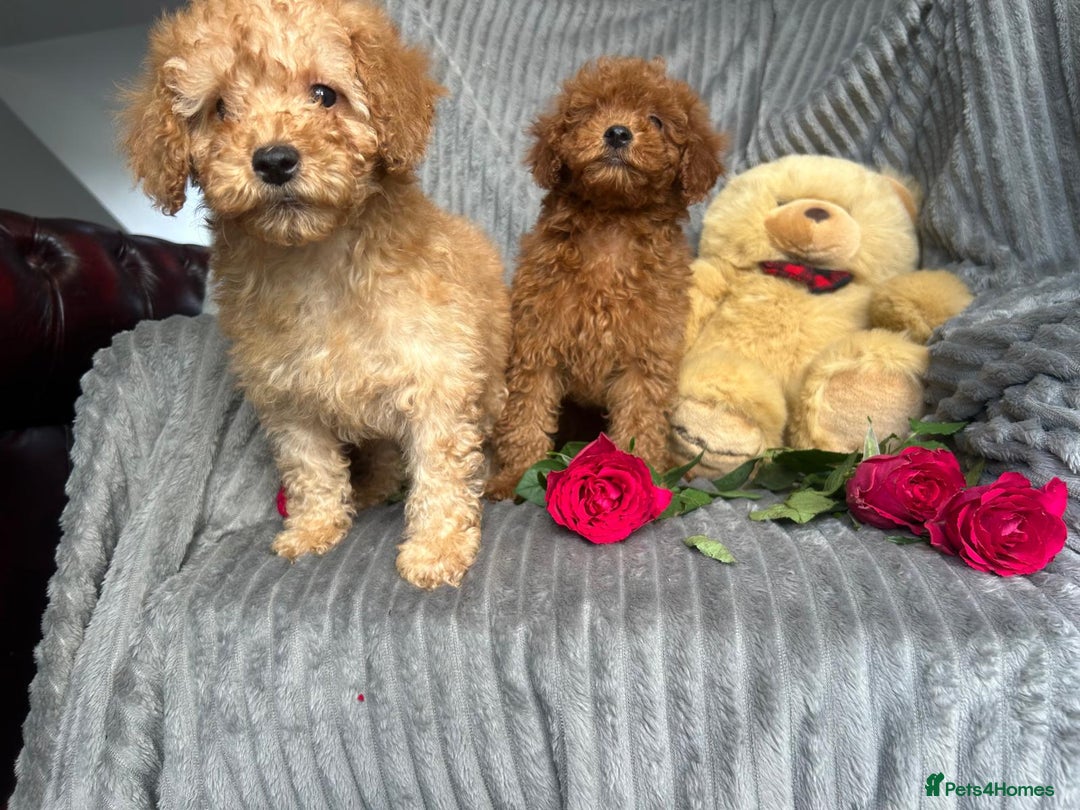 Miniature Poodle dogs for sale: Beautiful red small sized miniature poodle boy ✨💙 - Image 11