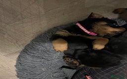 Rottweiler dogs for sale: Rottweiler puppies - Image 7