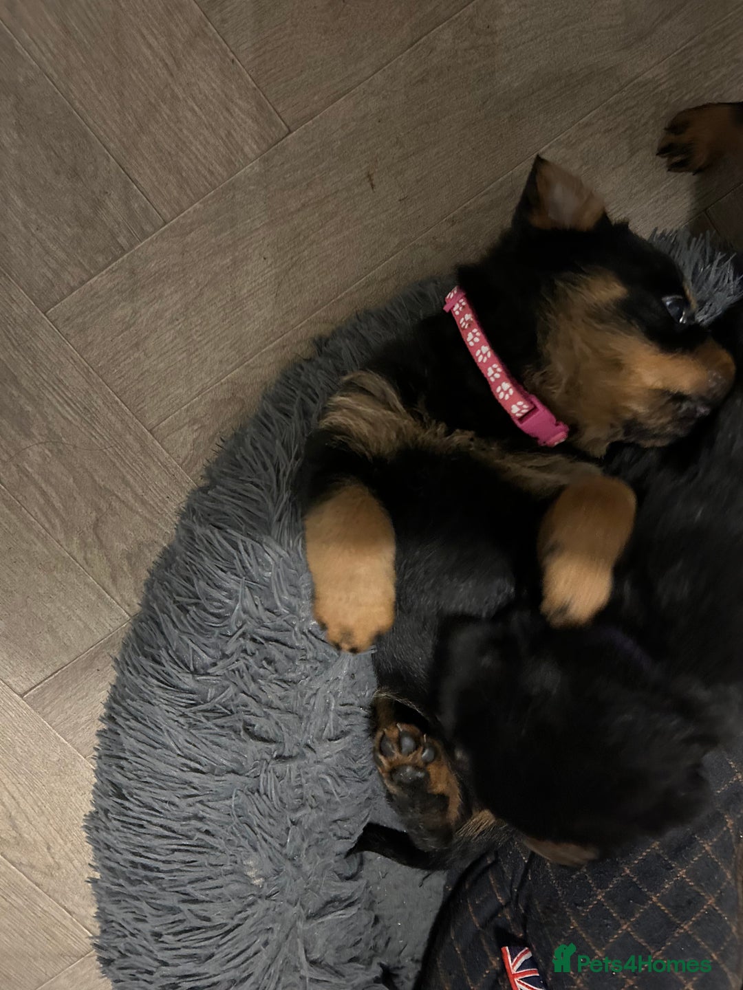 Rottweiler dogs for sale: Rottweiler puppies - Image 7