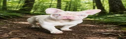 French Bulldog dogs for sale: Outstanding Family Raised frenchies❤️ READY NOW  - Advert 31