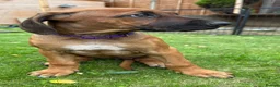 Rhodesian Ridgeback dogs for sale: Rhodesian Ridgeback puppies, health tested kc reg - Advert 4