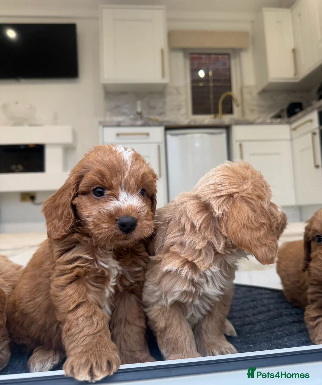 Cockapoo dogs for sale: F1 COCKAPOOS pra clear (council lincesed) - Advert 18