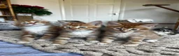 Mixed Breed cats for sale: Siberian Mix kittens - Advert 11