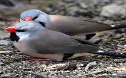 Finches birds for sale: Finch and Canaries - Image 2