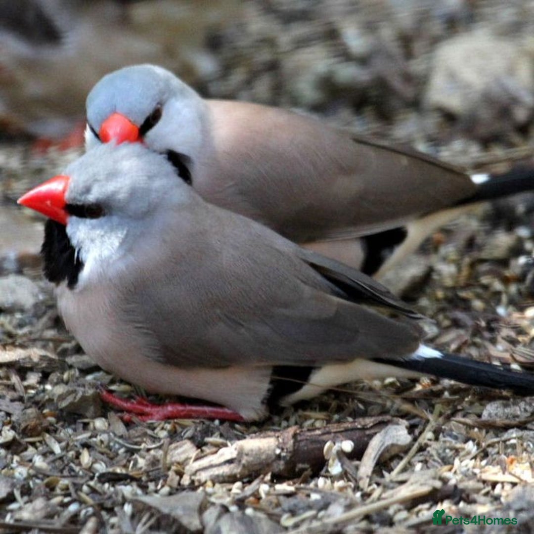 Finches birds for sale: Finch and Canaries - Image 2