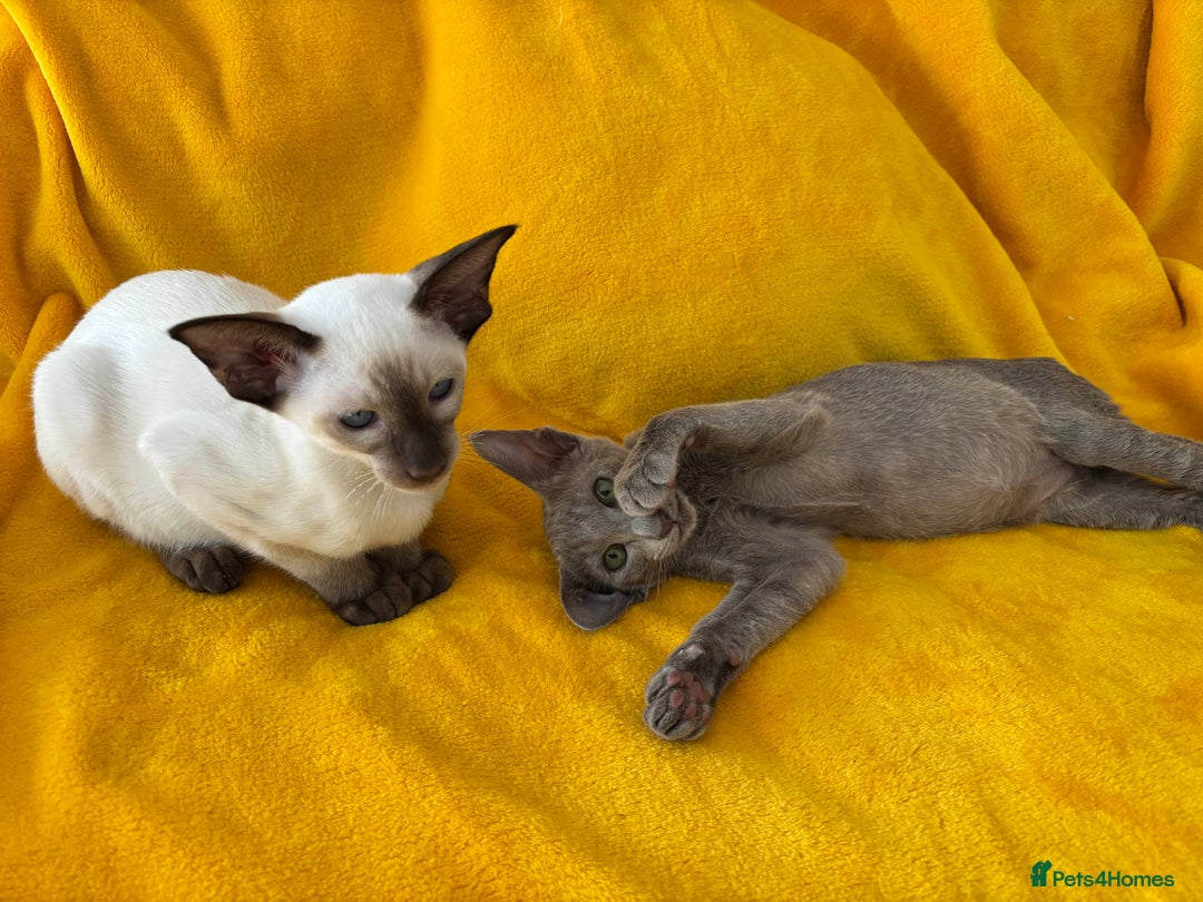 Oriental cats for sale: lilac solid girl and chocolate point boy - Image 11