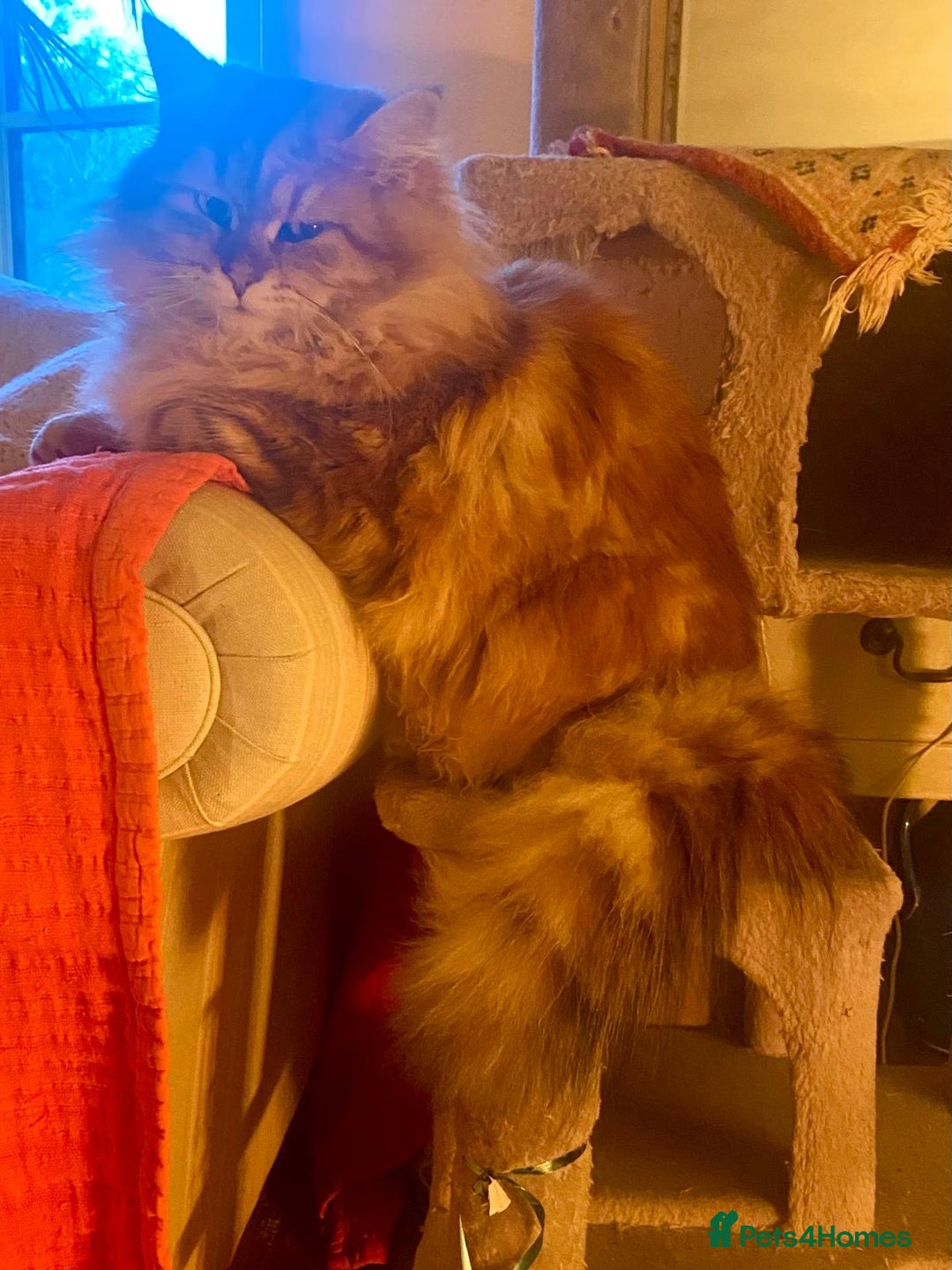 Siberian cats for sale: x5 Adorable Pure Siberian Kittens to re-home😻 - Image 26