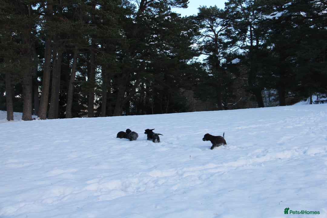 Cocker Spaniel dogs for sale: Gorgeous KC Reg Cocker Spaniels for Forever Homes - Advert 23