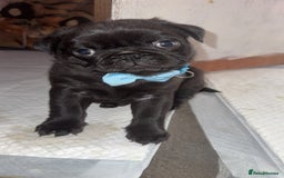 Pug dogs for sale: Two adorable pug  - Image 4
