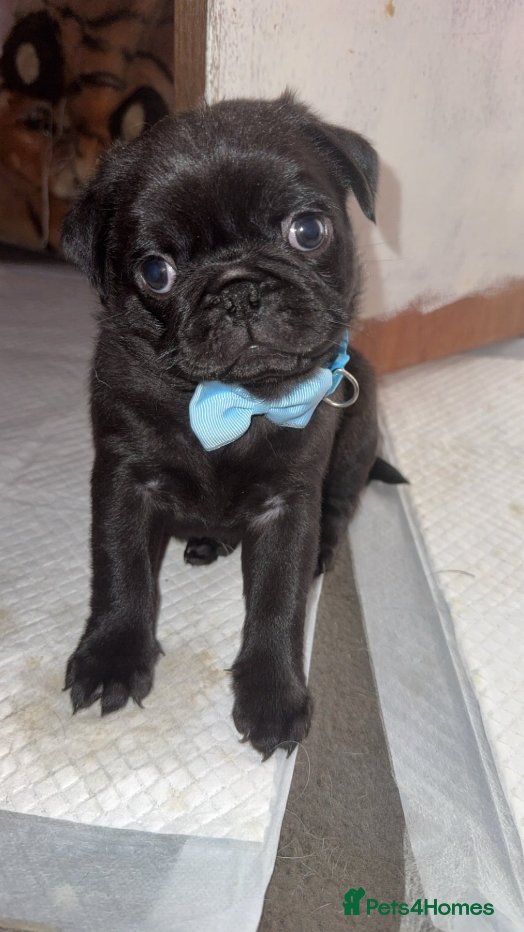Pug dogs for sale: Two adorable pug  - Image 4