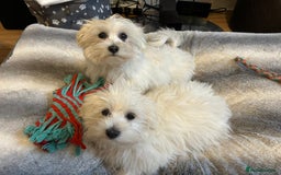 Havanese dogs for sale: Extra mini Havanese x Maltese puppies - Image 3