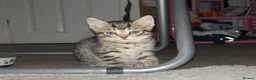 Bengal cats for sale: Bengal kittens in Macclesfield - Advert 3