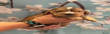 Cocker Spaniel 1