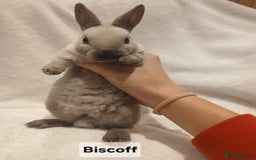 Rex rabbits for sale: Baby Purebred Rex Rabbits For Sale - Image 18