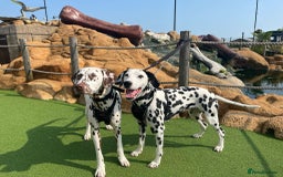 Dalmatian dogs for sale: Dalmatian puppies for sale  - Image 1