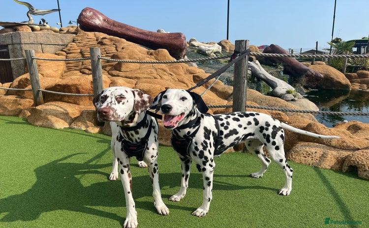 Dalmatian dogs - Advert 1