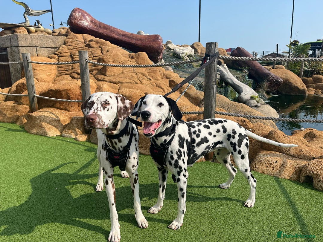 Dalmatian dogs for sale: Dalmatian puppies for sale  - Image 1