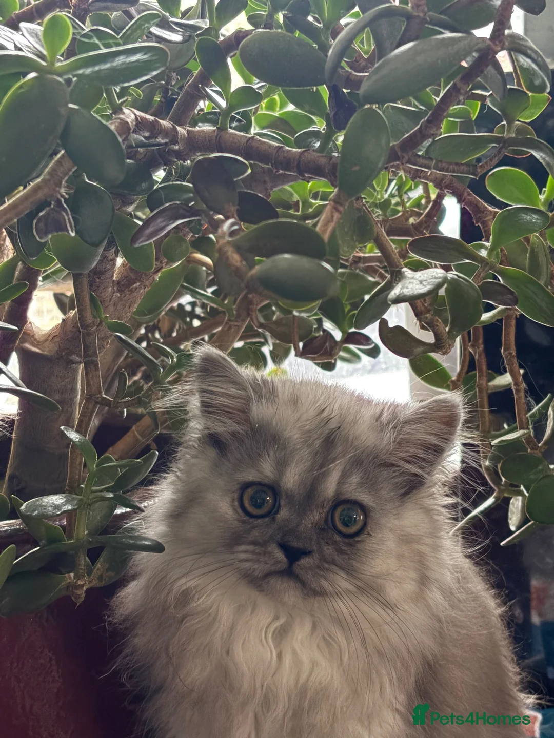 Persian cats for sale: Persian prince  - Advert 8