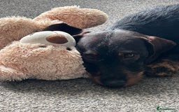 Miniature Dachshund dogs for stud: Miniature Long Haired Wired Dachshund  - Image 3