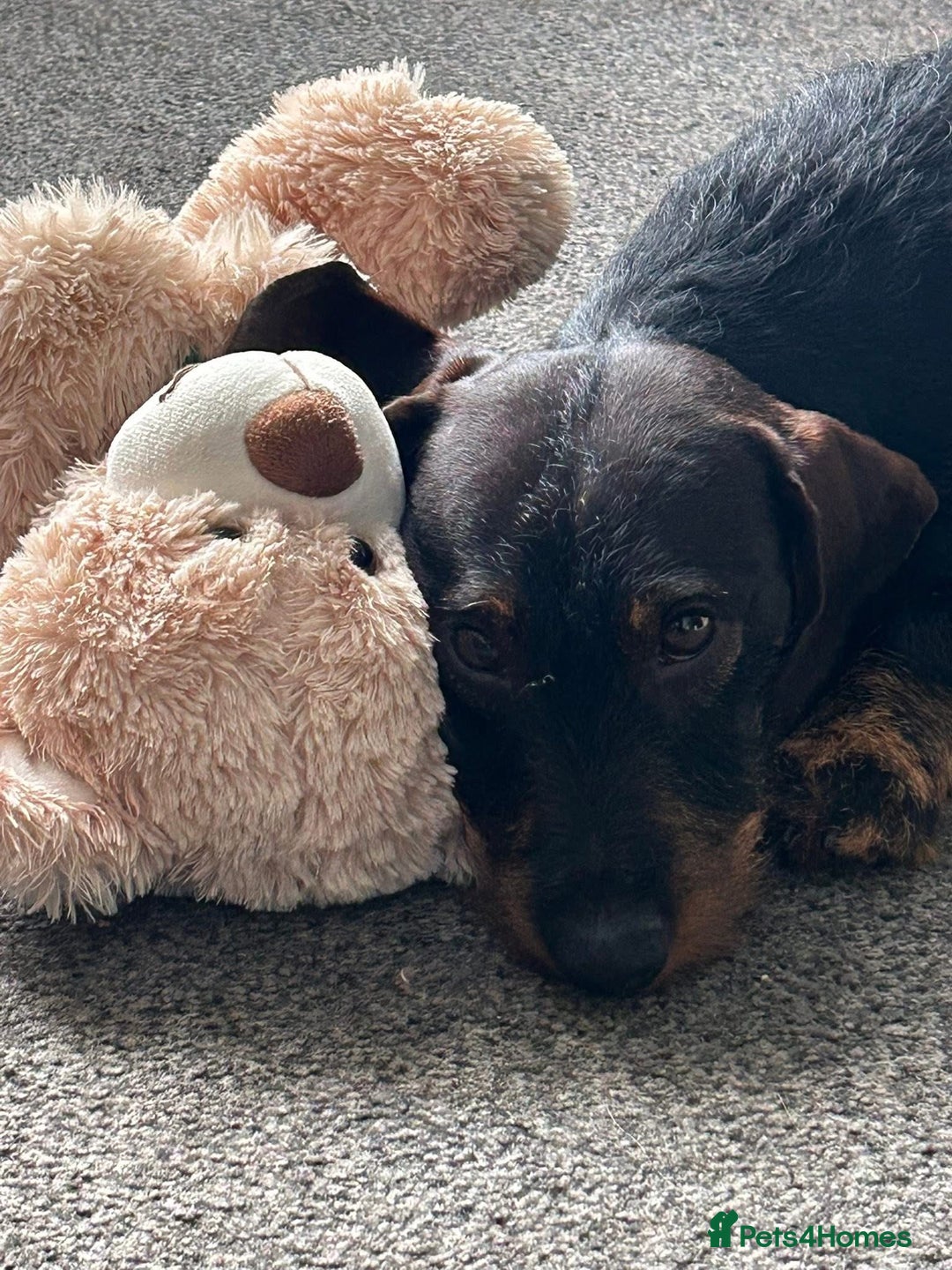 Miniature Dachshund dogs for stud: Miniature Long Haired Wired Dachshund  - Image 3