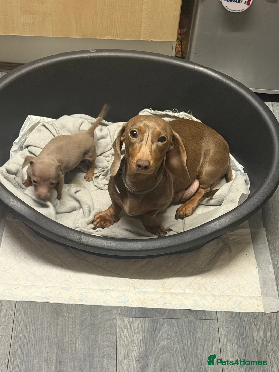 Dachshund dogs for sale:  Miniture Dashunds  - Advert 1