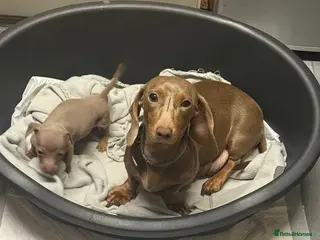 Dachshund dogs Miniture Dashunds - Advert 2