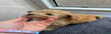 Cockapoo 5