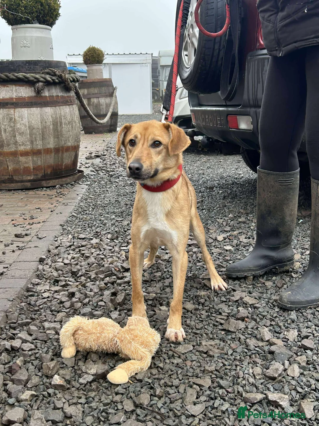 Mixed Breed dogs for adoption: OSCAR - Advert 4