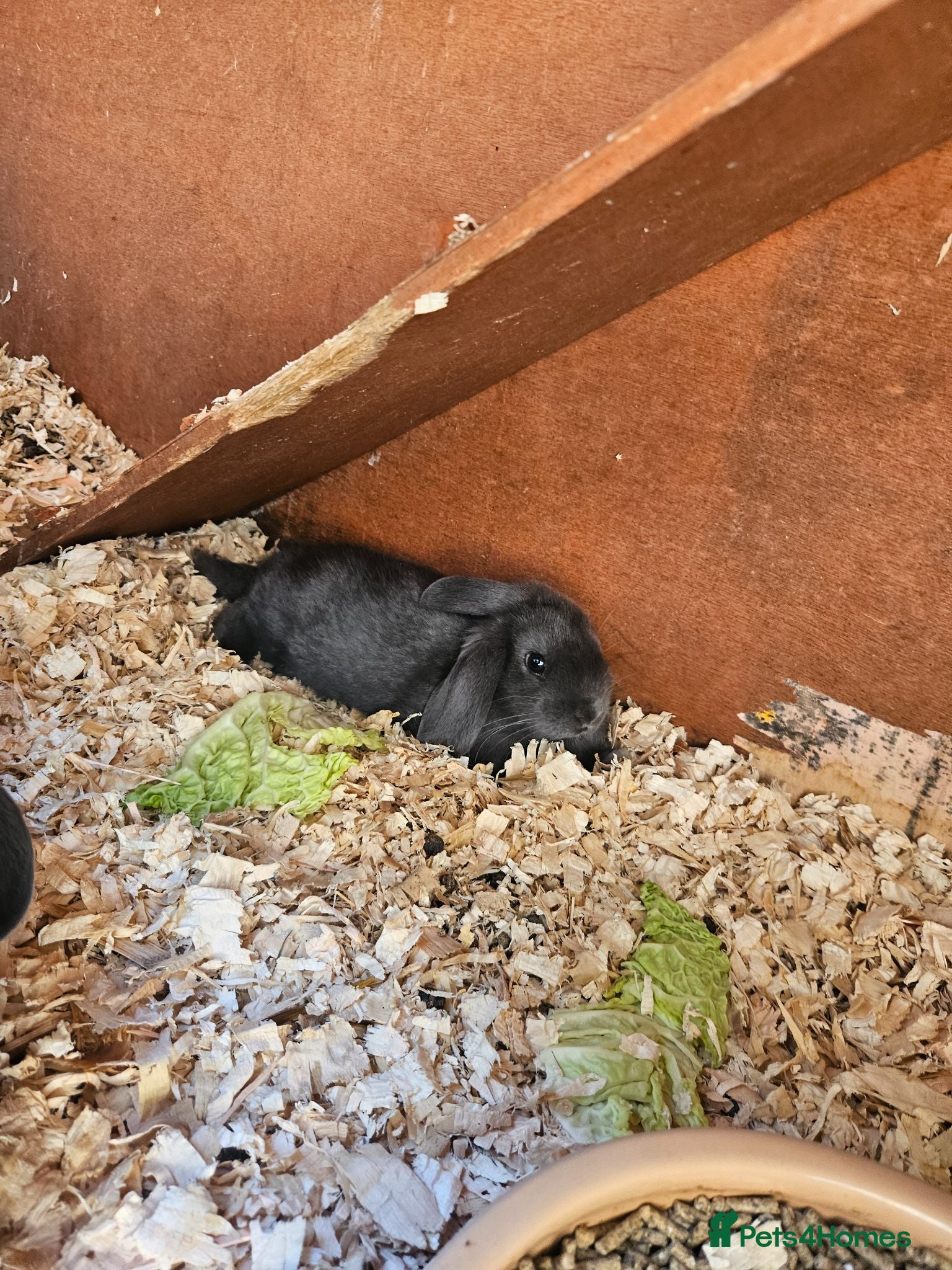 Mixed Breed rabbits Male babby rabbits left from litter  - Advert 2
