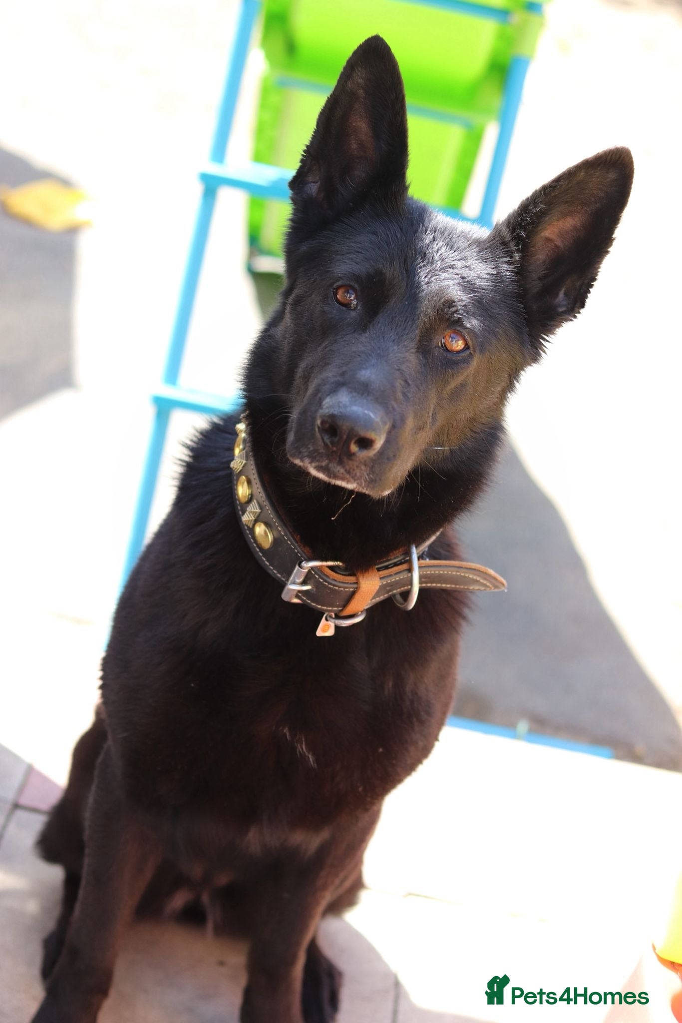 German Shepherd dogs 🖤 Nova KC Straight Back German Shepherd Female 🖤 - Advert 1