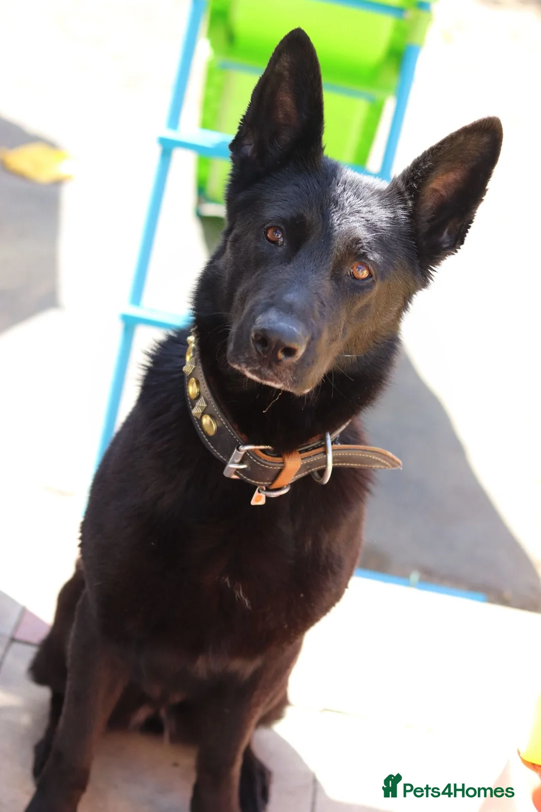 German Shepherd dogs for sale: 🖤 Nova KC Straight Back German Shepherd Female 🖤 - Advert 1