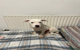 American Bulldog dogs for sale: Thor 5 months male American bulldog  - Image 7