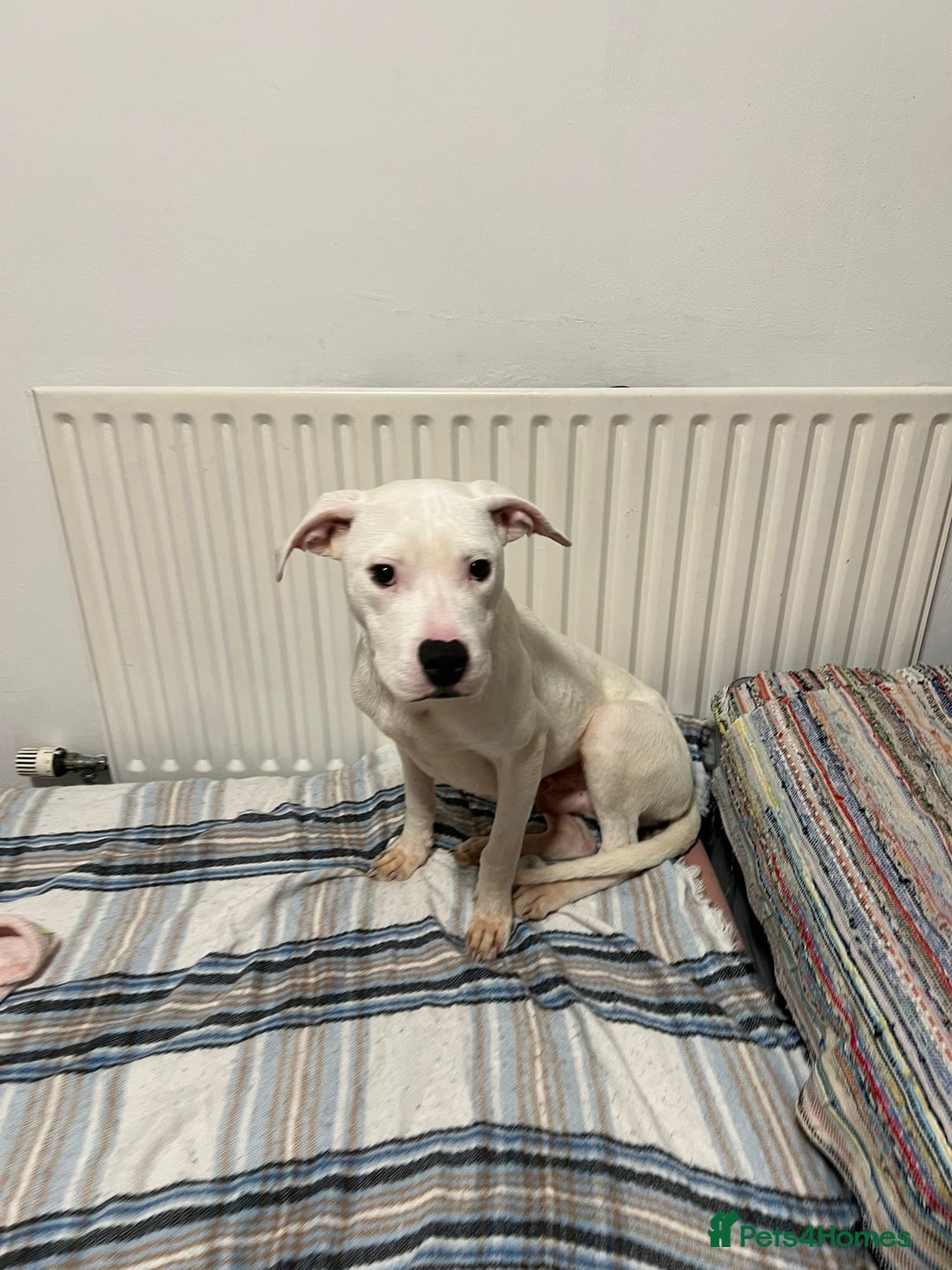 American Bulldog dogs for sale: Thor 5 months male American bulldog  - Image 7