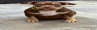 American Bully 6