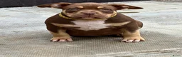 American Bully dogs for sale: READY NOW American Bullys  - Advert 10