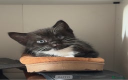 Mixed Breed cats for sale: 2 beautiful female kittens for sale!! - Image 2
