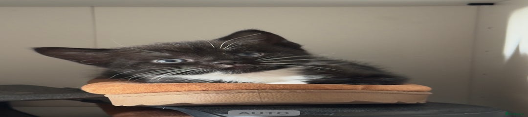 Mixed Breed Kitten 1