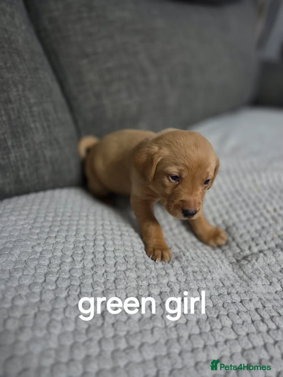 Labrador Retriever dogs for sale: Red fox labradors - Advert 8