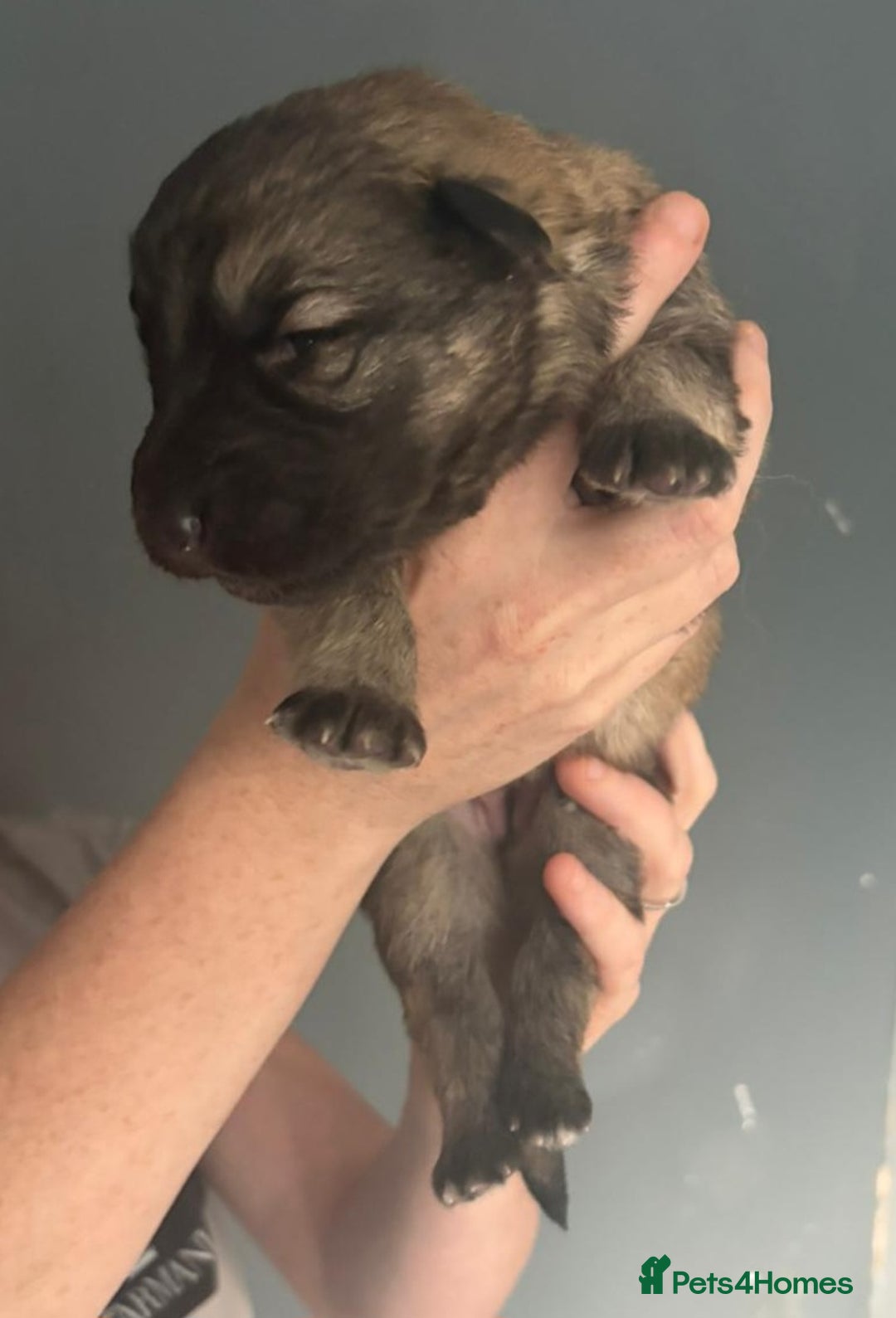 German Shepherd dogs for sale: German Shepherd pups - Image 6