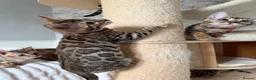 Bengal cats for sale: 🐆 Adorable pedigree Bengal kittens 🐆 - Advert 8