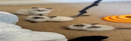 Ragdoll cats for sale: Adorable ragdoll kittens ready to go home  - Advert 7