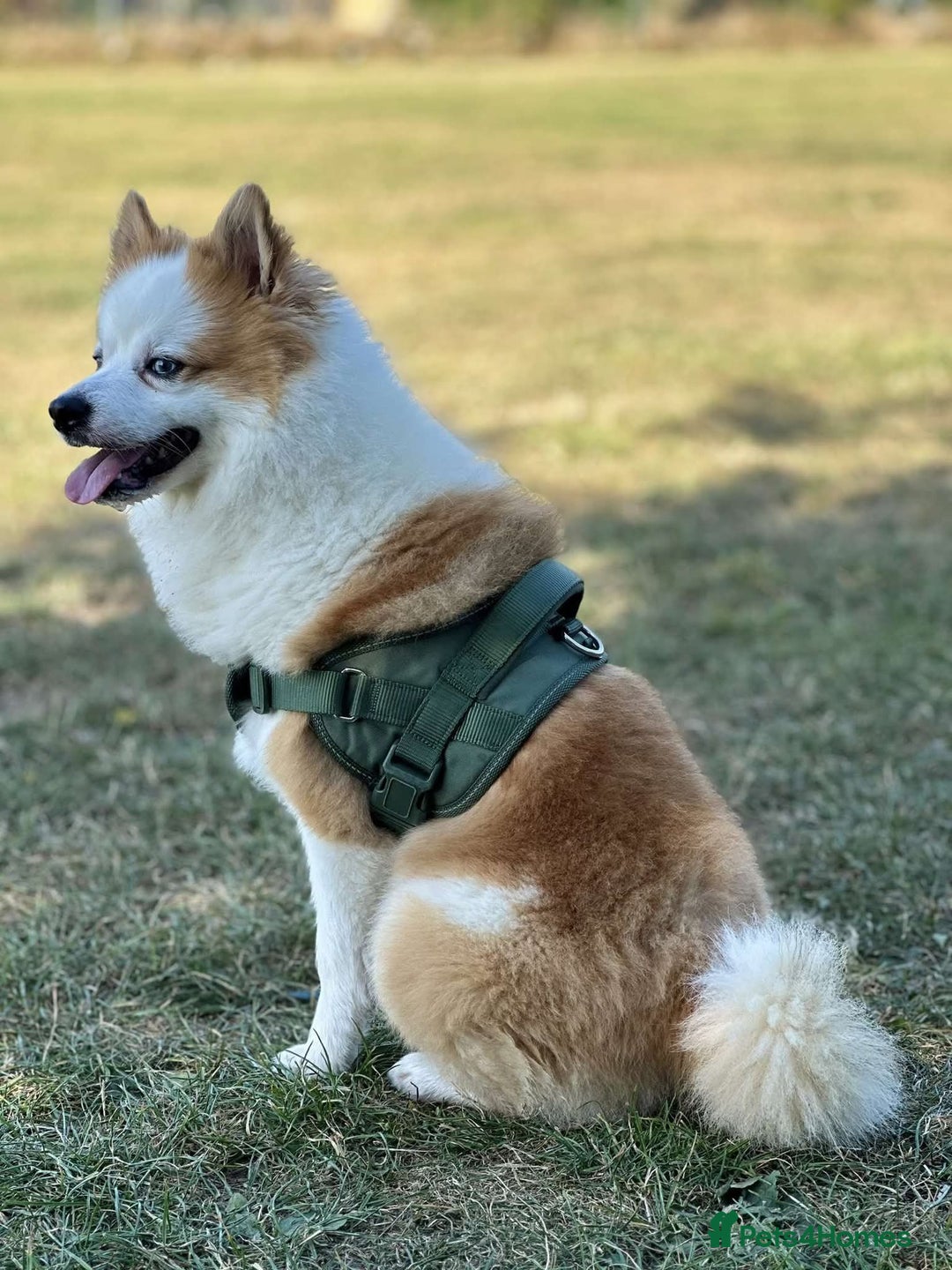 Pomsky dogs for stud: Stud looking for a girlfriend  - Image 2